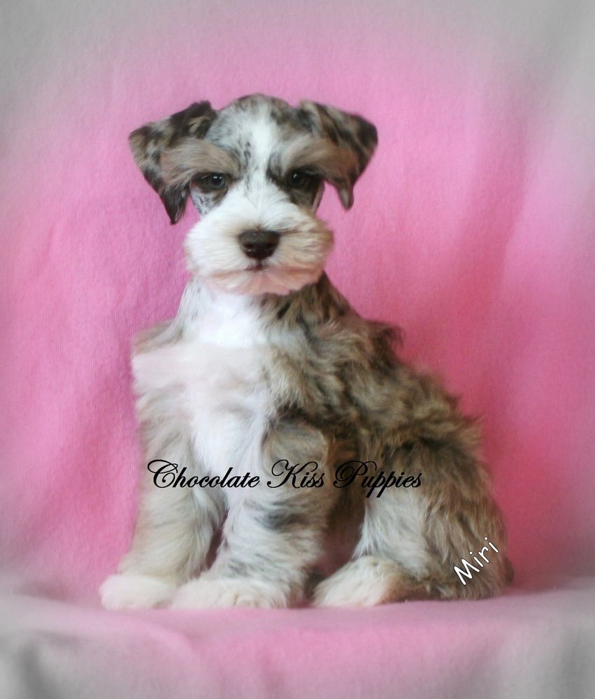 Merle Schnauzers