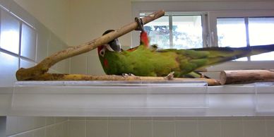 Red Fronted Macaw plays on Birdie Buddy Shower Perch.
