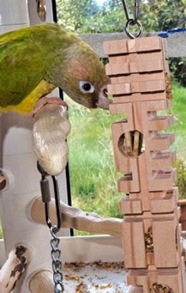 Green Cheek Conure chewing and foraging with a Parrot Enrichment Small Puzzler Block made by Birdie
