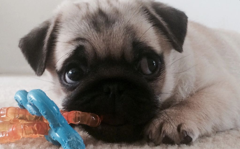 Your next pug puppy