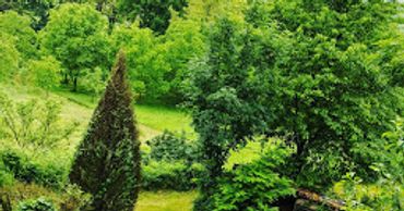 View from the window of the land at the back of the house. Your very own French jungle to discover.