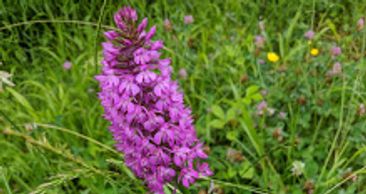The land is awash in magenta wild orchids and flowers.