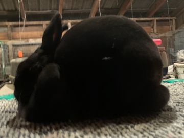 Black mini rex doe