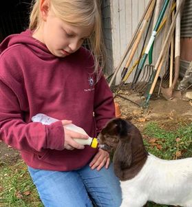 Bottle feeding a newborn Boer goat kid
