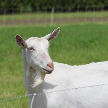 Saanen dairy goat doe