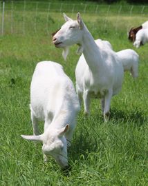 Saanen milking goat doe
