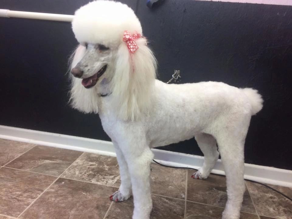 Poodle Groom