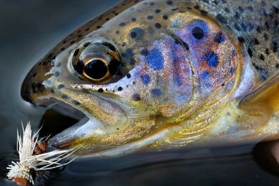 trout with hand tied fly