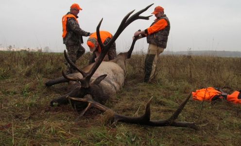PA bull elk, PA elk hunters, PA elk guides