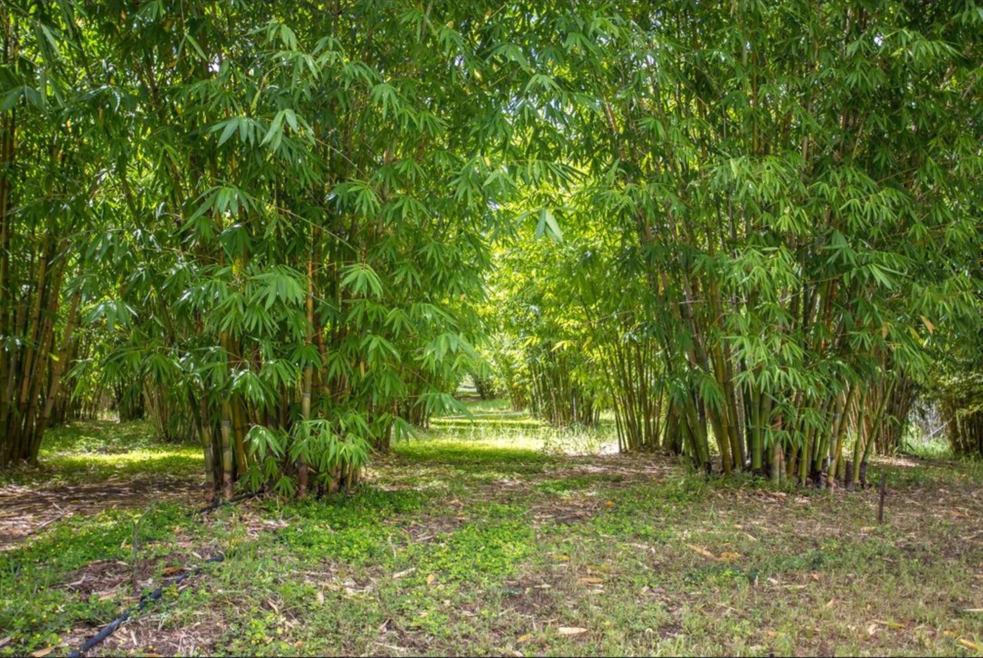 Gsm Bamboo Farm