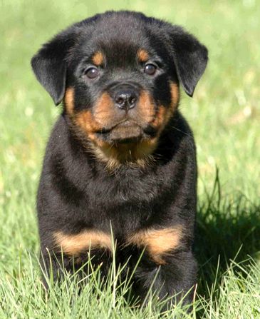 Adorable Rottweiler puppy sitting in green grass looking curious.