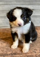 Tiny Toy Aussie, Black Tri,