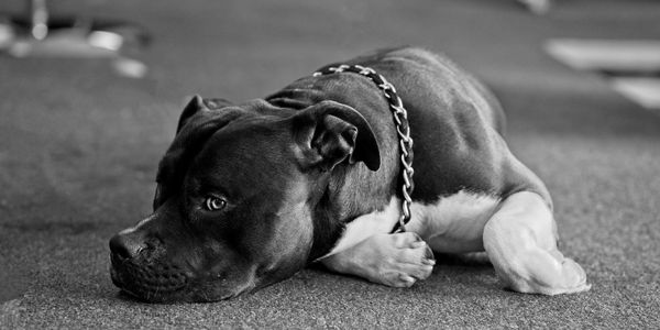 Phat Jax Custom Cycle Shop Forman, Bronx.