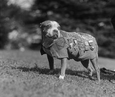 Military War Dogs are to be honored for their heroic acts.
