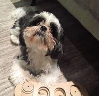 Interactive dog toys to increase your dogs IQ.  Great dog gift idea.