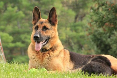 This is our beautiful Goldie. She is sister to Tumbleweed and mother of Angel. Goldie is retired