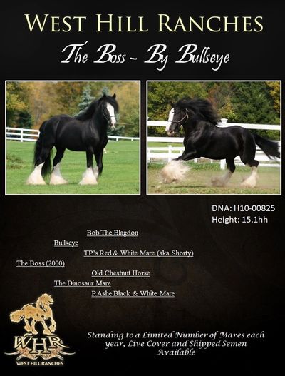 Gypsy Vanner Stallion : The Boss : West Hill Ranches