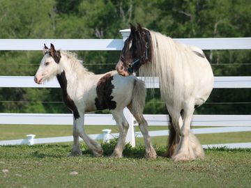 Gypsy Vanner Horses For Sale, Gypsy Horses, West Hill Ranches