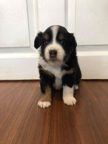 Charm at 4 weeks