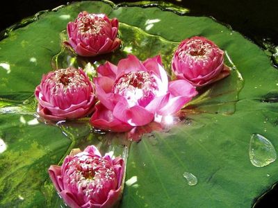 fuschia flowers on a lily pad
