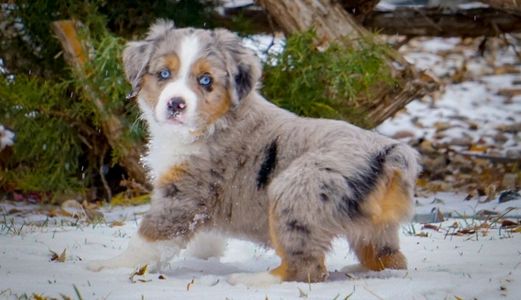 One of our first Blue Merles ~ Tundra