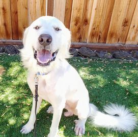 Running Scared from fireworks and so full of stickers and matted hair he had to be shaved. Marty wa