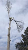 Removing a hybrid Cottonwood Tree. We specialize in Technical removals