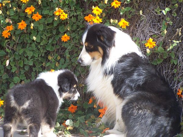 Black Tri Australian Shepherds