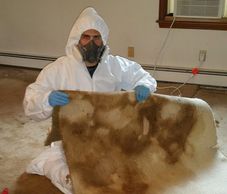 Biohazard PRO technician removing urine soaked carpet due to heavy soiling and contamination.