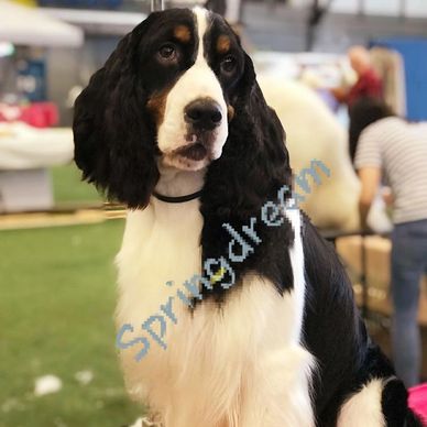 épagneul springer anglais tricolore noir