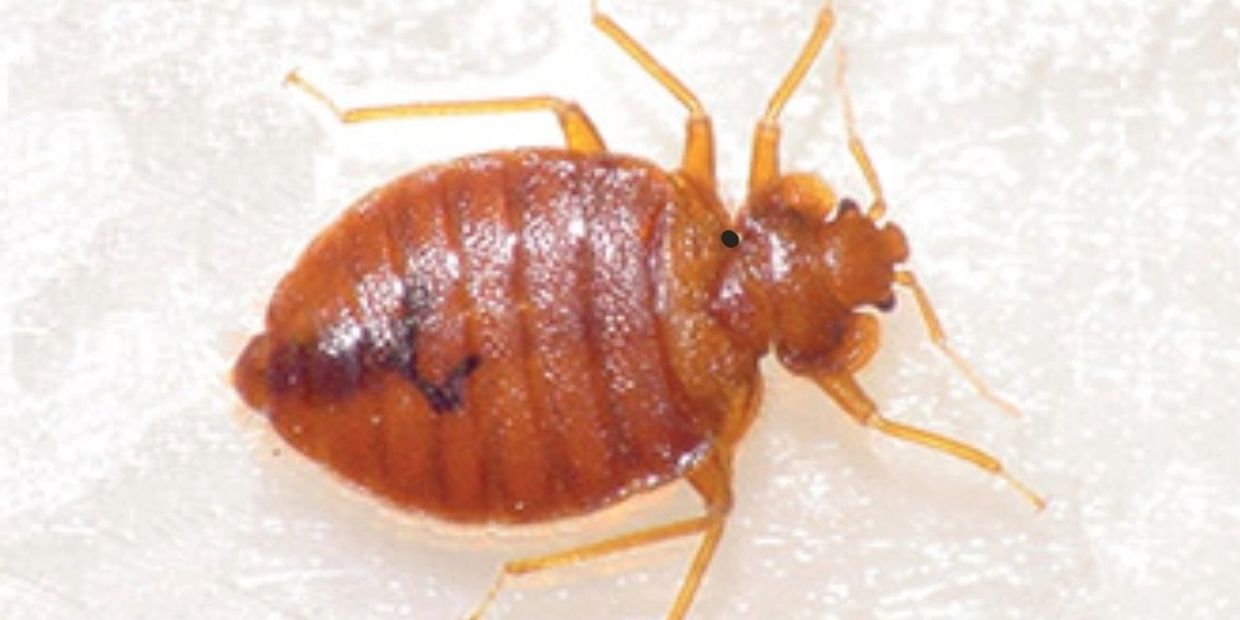 Bed bugs, Bedbug