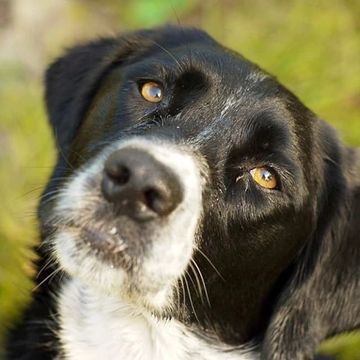 collie black white mixed breed jumping pulling obedience general training behaviour barking growling