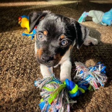 cute puppy toys enrichment crate training toilet teething mouthing biting chasing nipping barking an