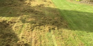 scarification remove moss and thatch