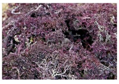 Raw 100% wildcrafted purple Caribbean Sea Moss