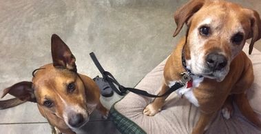 image of two dogs sitting and looking up