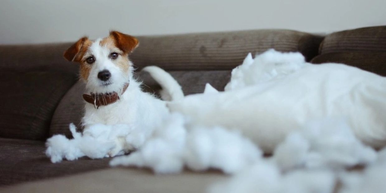 Sometimes puppies can be a little be destructive but with training is always a plus.