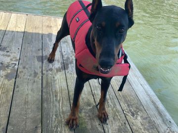 black doberman in a life jacket at the lake