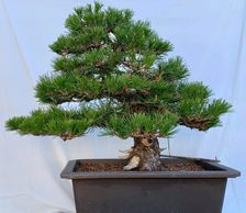 Japanese Black Pine