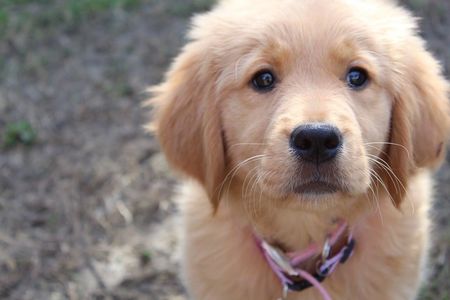 Beautiful AKC Registered Golden Retriever Puppies for Sale!!