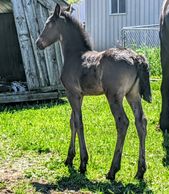 2020 Jaylo Dutchess of Gordon/Piper