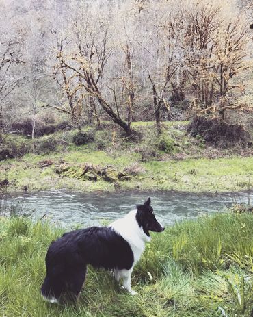 Sheltie Shelties Oregon breeder puppies puppy Shetland Sheepdog available dog Riverbend Washington