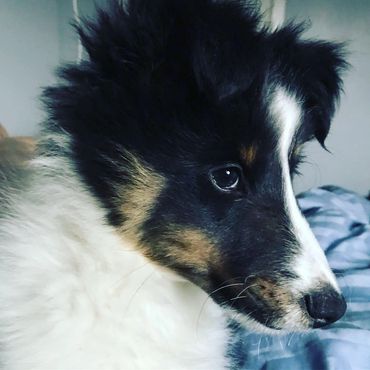 Sheltie Shelties Oregon breeder puppies puppy Shetland Sheepdog available dog Riverbend Washington