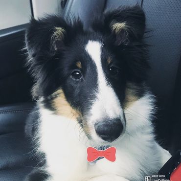 Sheltie Shelties Oregon breeder puppies puppy Shetland Sheepdog available dog Riverbend Washington