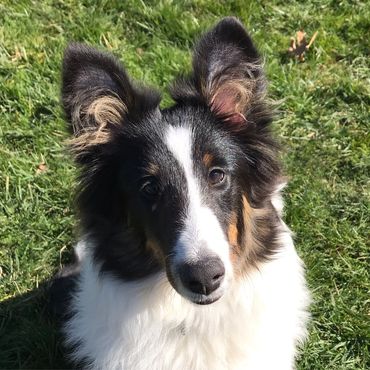 Sheltie Shelties Oregon breeder puppies puppy Shetland Sheepdog available dog Riverbend Washington