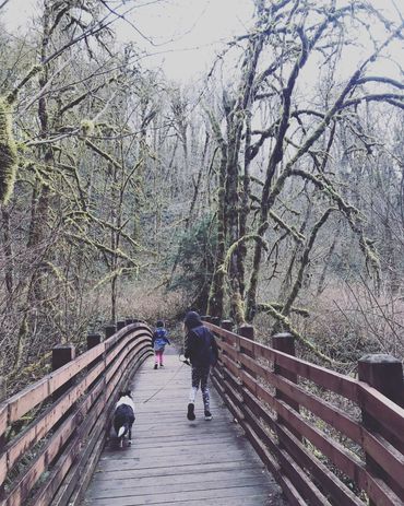 Sheltie Shelties Oregon breeder puppies puppy Shetland Sheepdog available dog Riverbend Washington