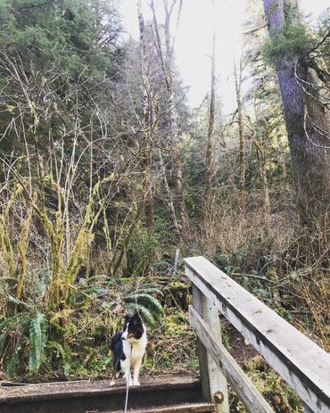 Sheltie Shelties Oregon breeder puppies puppy Shetland Sheepdog available dog Riverbend Washington