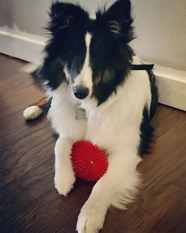 Sheltie Shelties Oregon breeder puppies puppy Shetland Sheepdog available dog Riverbend Washington