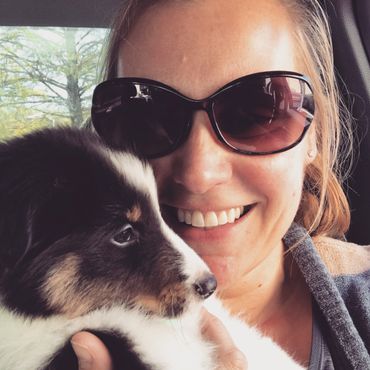 Sheltie Shelties Oregon breeder puppies puppy Shetland Sheepdog available dog Riverbend Washington