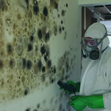 mold removal and mitigation